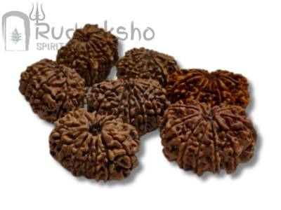 12 Mukhi Rudraksha from Nepal